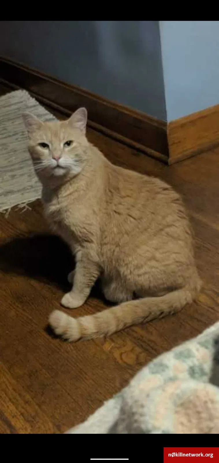 Lost cat in Sidman, PA, 15955