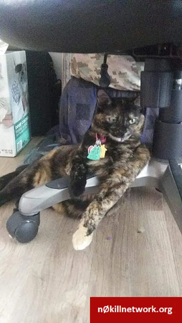 Lost cat in Brandenburg, KY, 40108