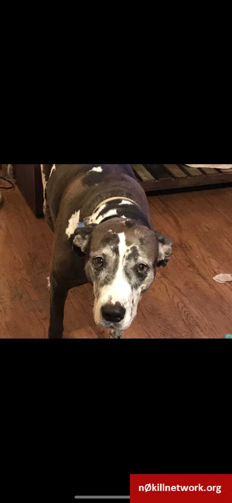 Lost dog in Jacksonville, NC, 28540