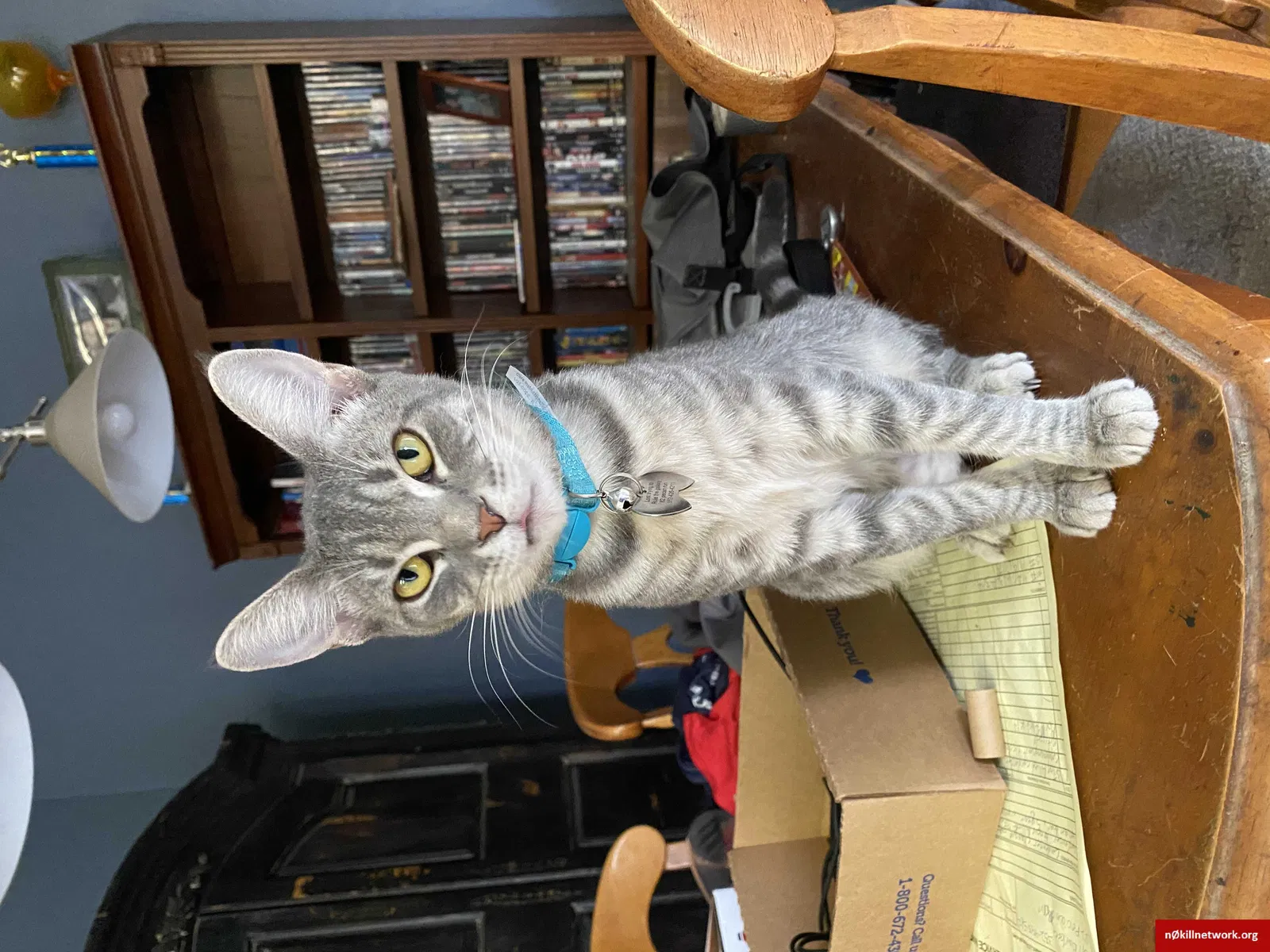 Lost cat in Ocala, FL, 34472