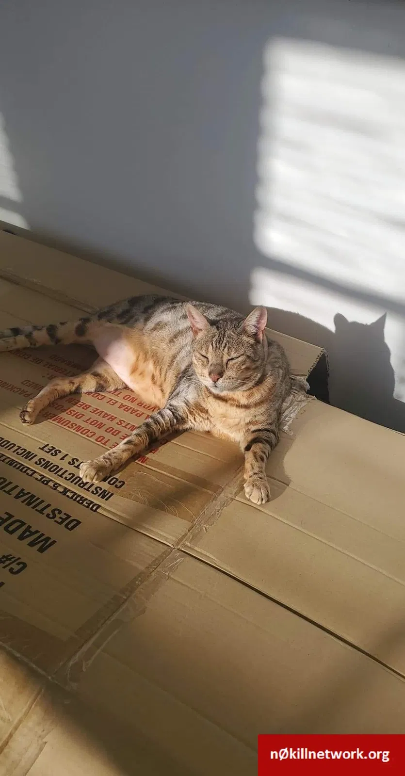 Lost cat in Roanoke, VA, 24012