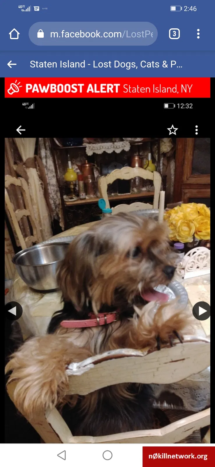 Lost dog in Staten Island, NY, 10308