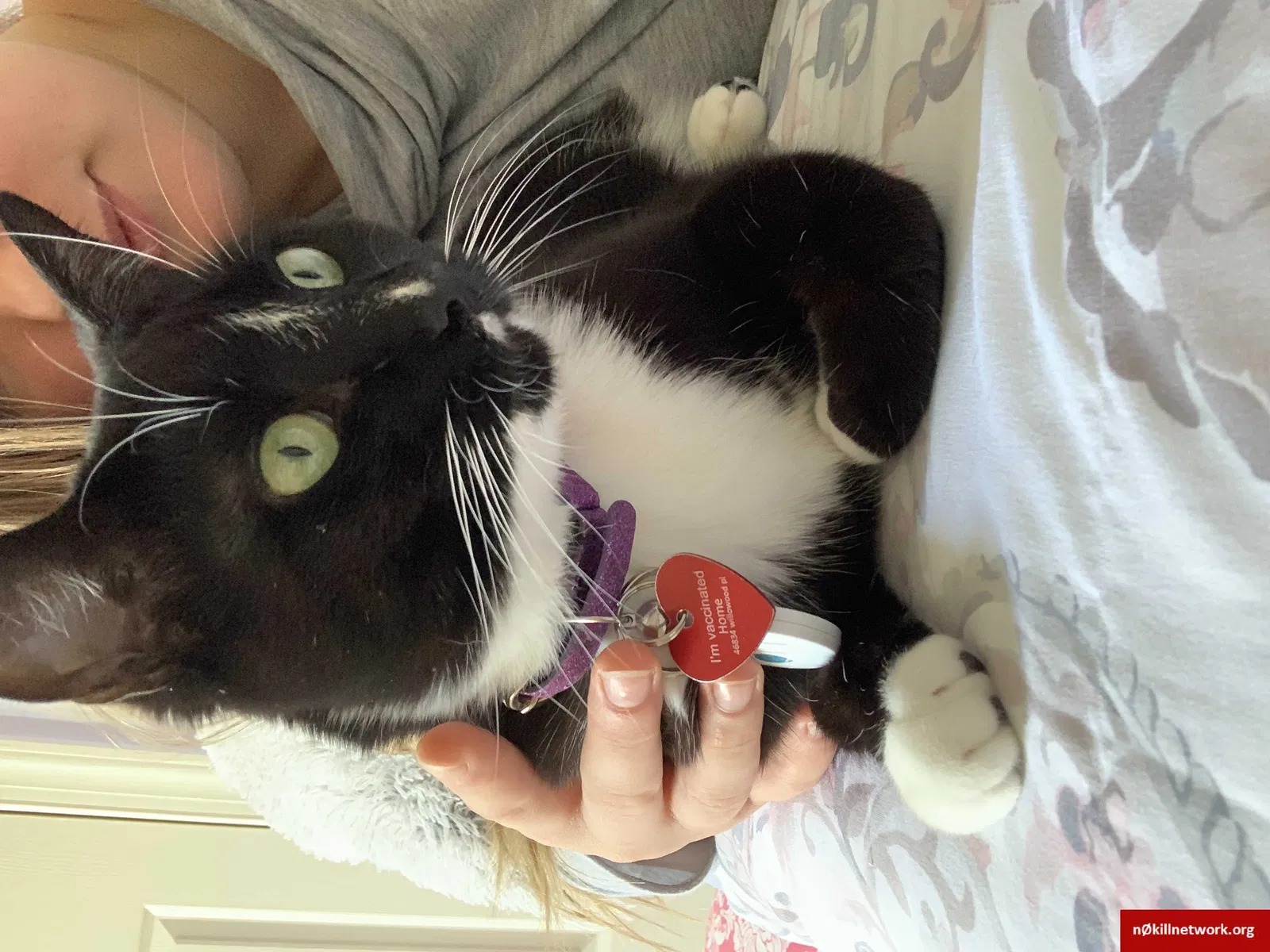 Lost cat in Sterling, VA, 20165