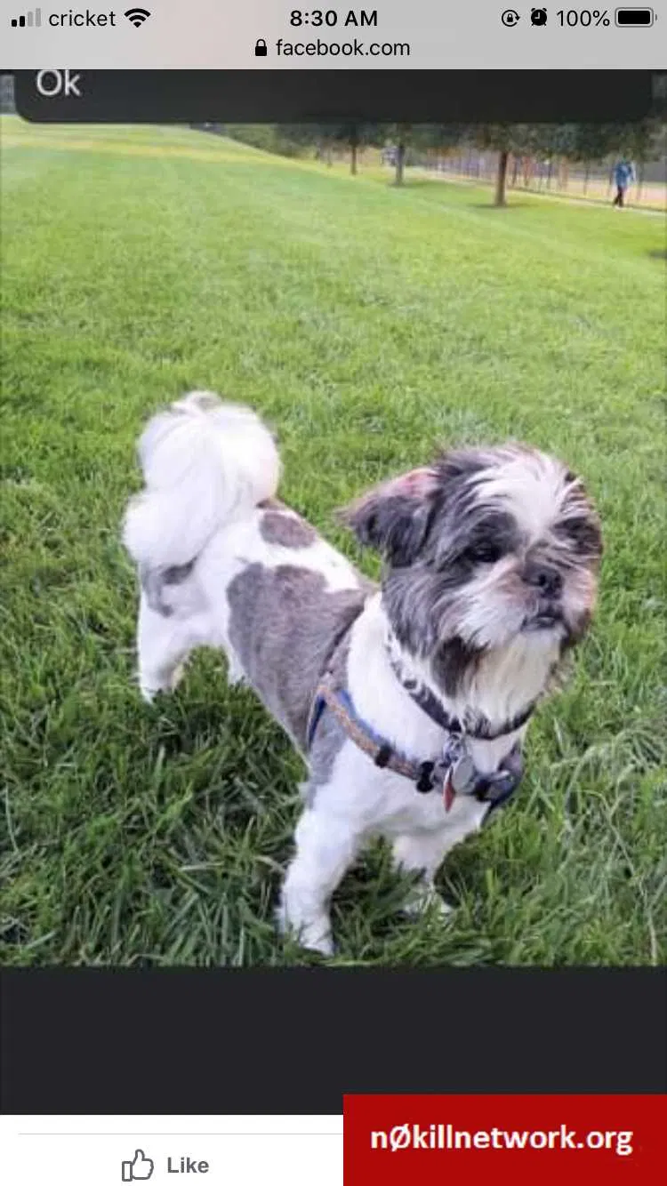Lost dog in Germantown, MD, 20876