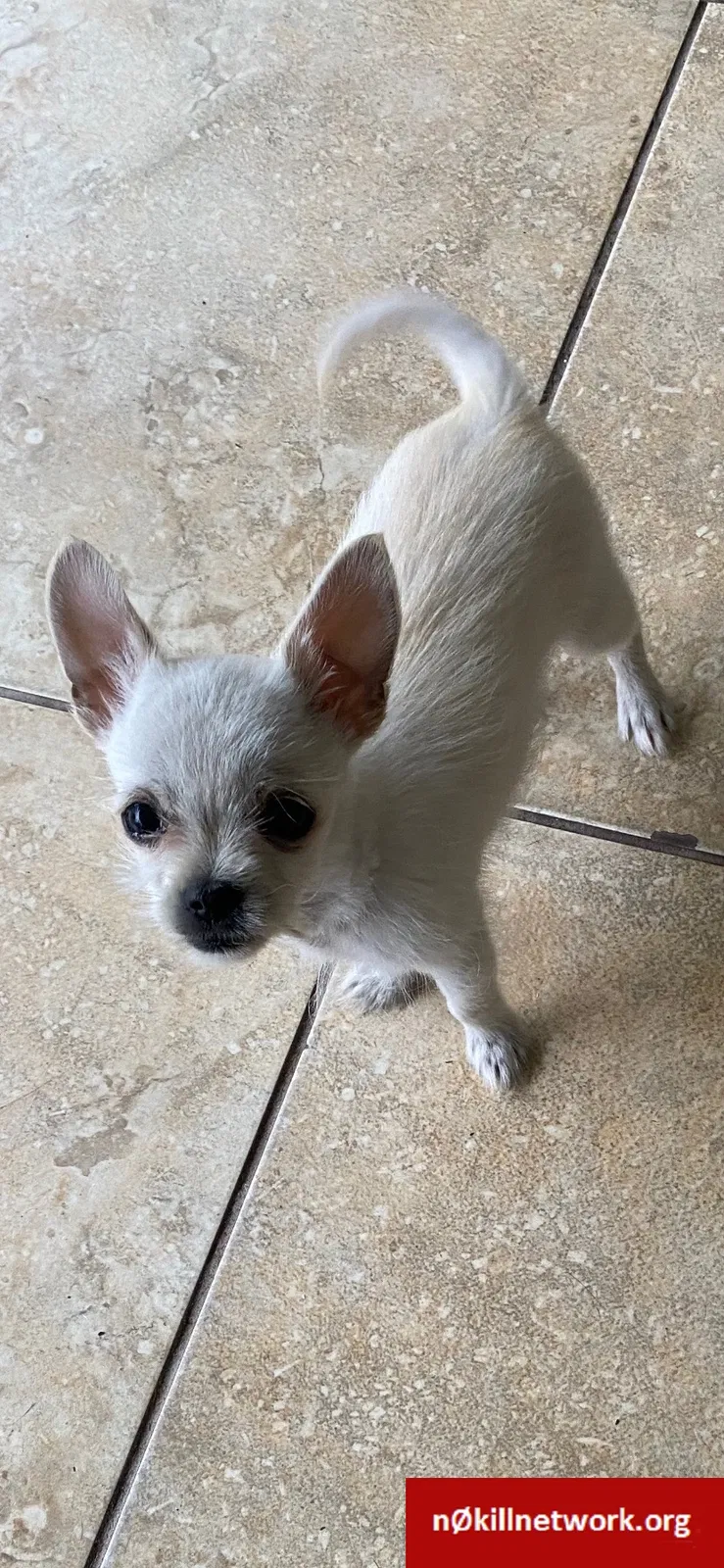 Lost dog in Hialeah, FL, 33013