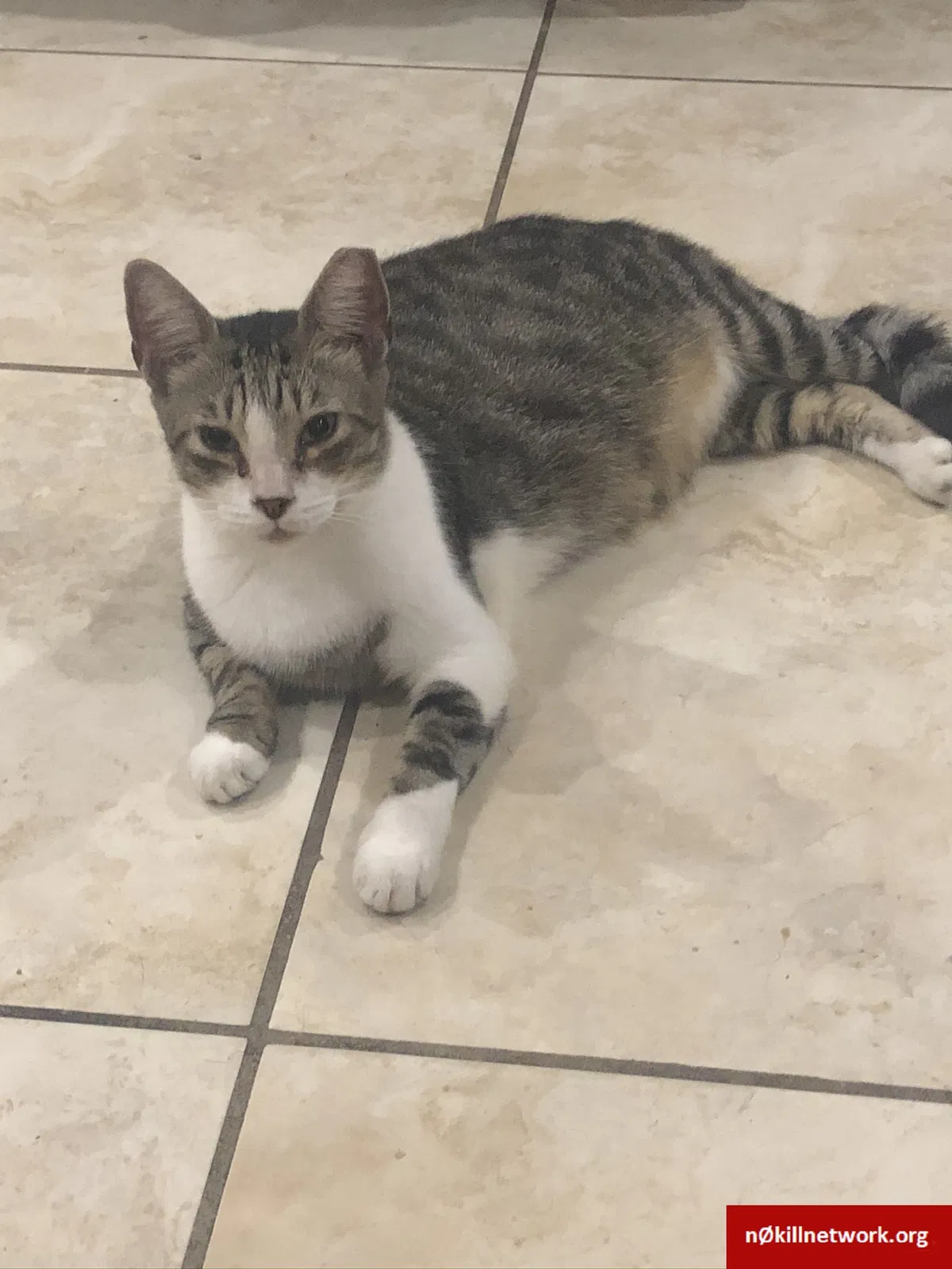 Lost cat in Miami, FL, 33135