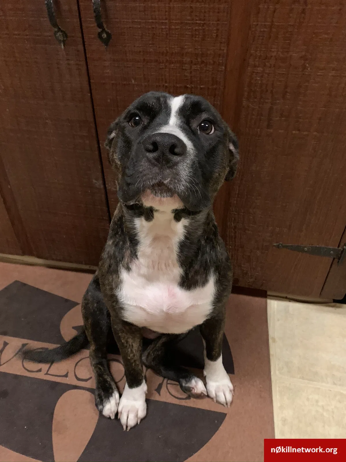 Lost dog in Midlothian, VA, 23112