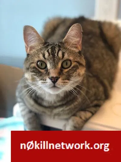 Lost cat in Schenectady, NY, 12302