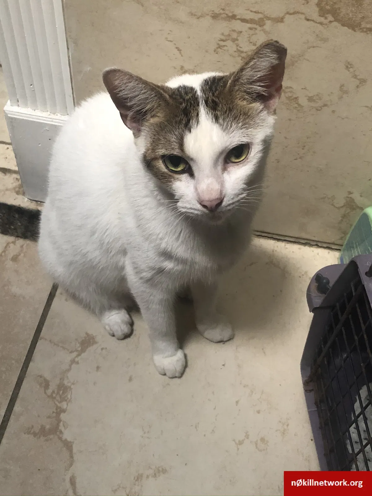 Lost cat in Miami, FL, 33135