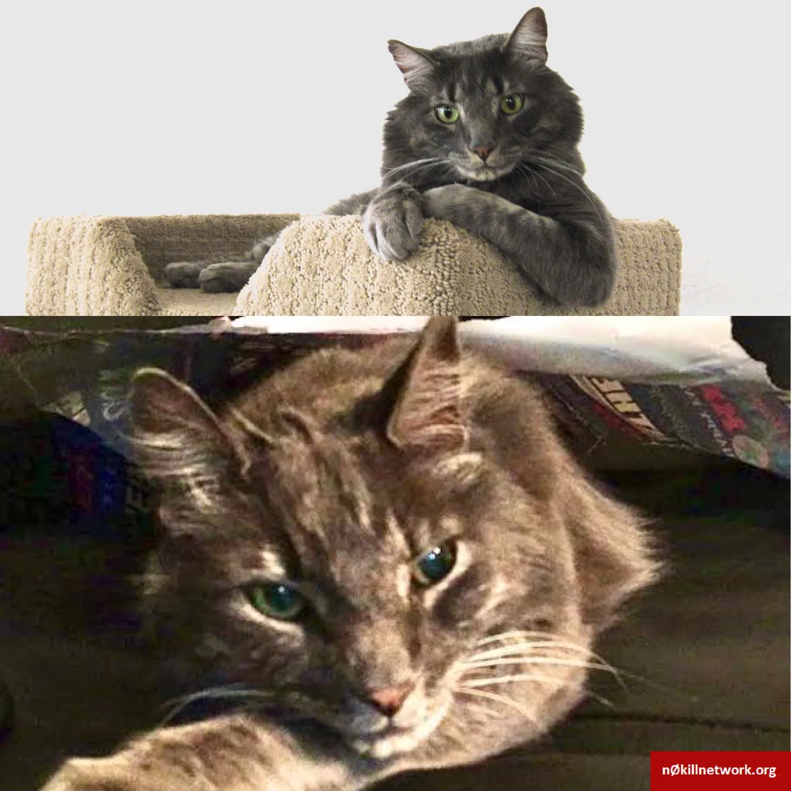 Lost cat in Roseville, CA, 95678