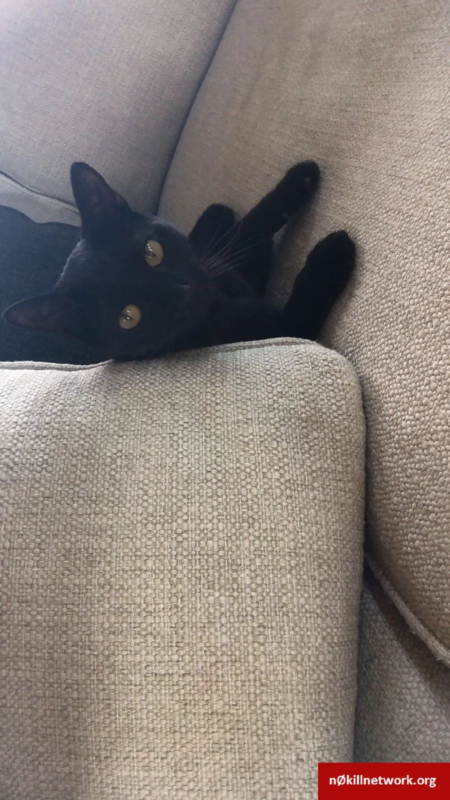 Lost cat in New Braunfels, TX, 78132