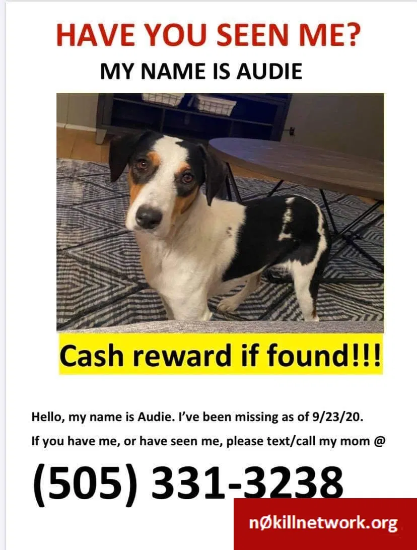 Lost dog in Albuquerque, NM, 87105