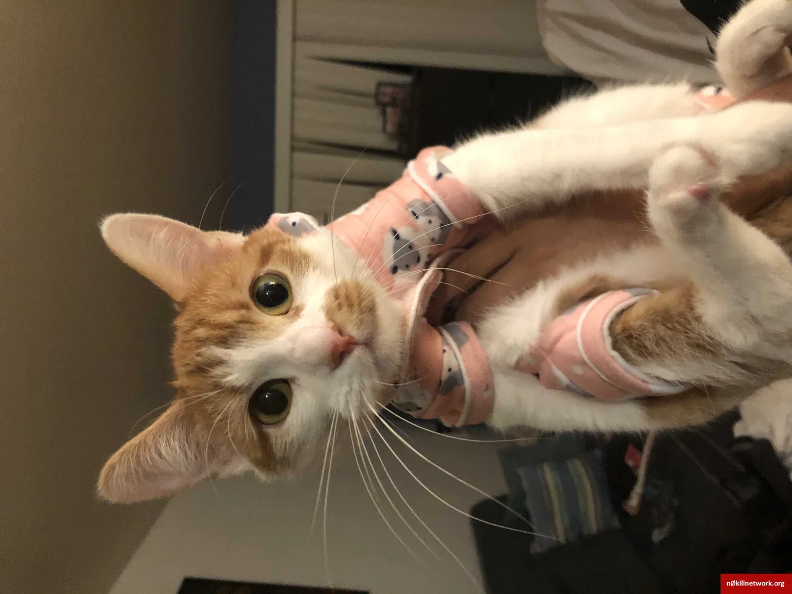 Lost cat in Hayward, CA, 94541