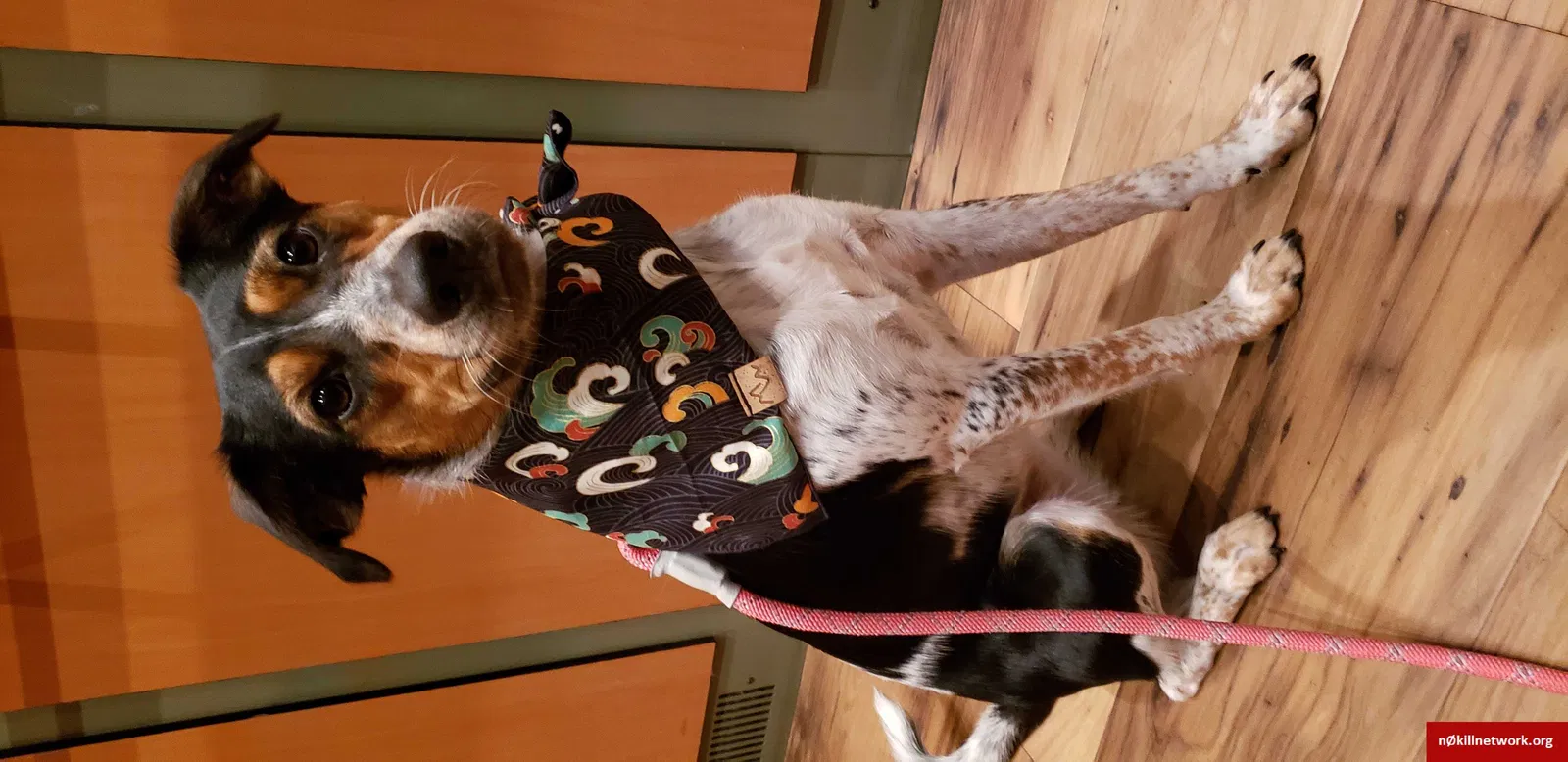 Lost dog in Renton, WA, 98056