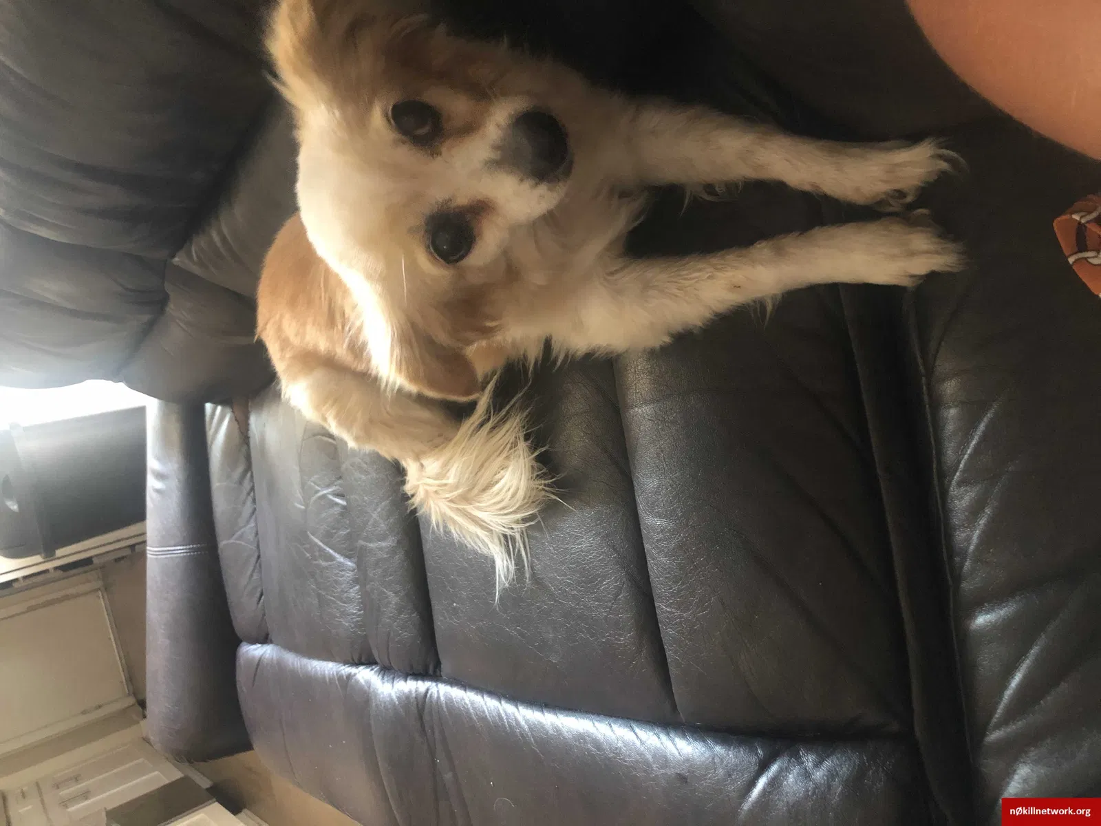 Lost dog in Fontana, CA, 92336