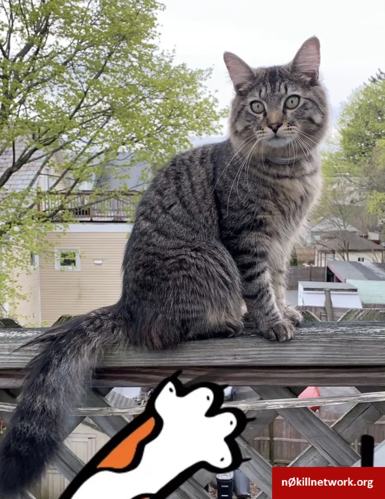 Lost cat in Brockton, MA, 2301