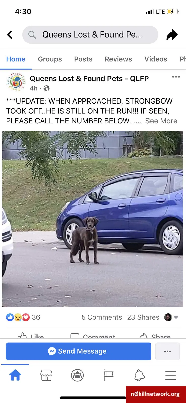 Lost dog in Jamaica, NY, 11436