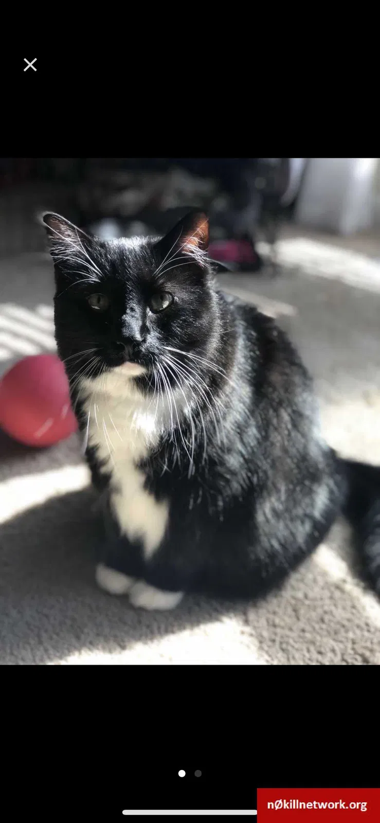 Lost cat in Alabaster, AL, 35007