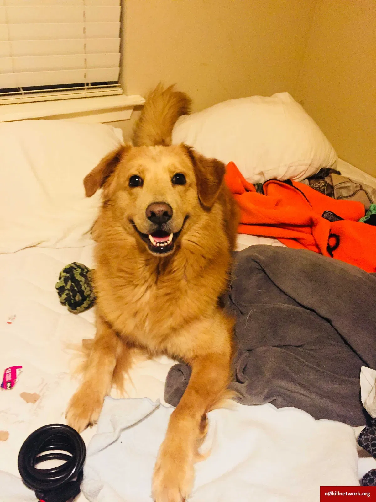 Lost dog in Jackson, MS, 39209