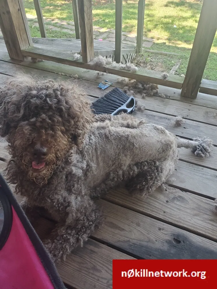 Lost dog in Sallisaw, OK, 74955