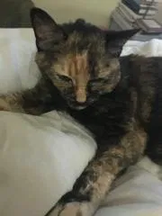 Lost cat in Olney, MD, 20832
