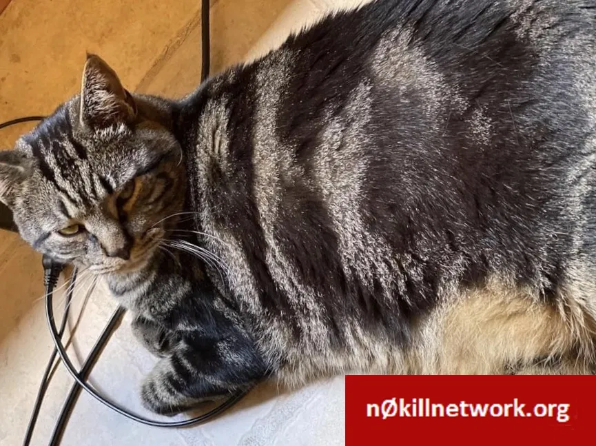 Lost cat in Prospect, CT, 6712