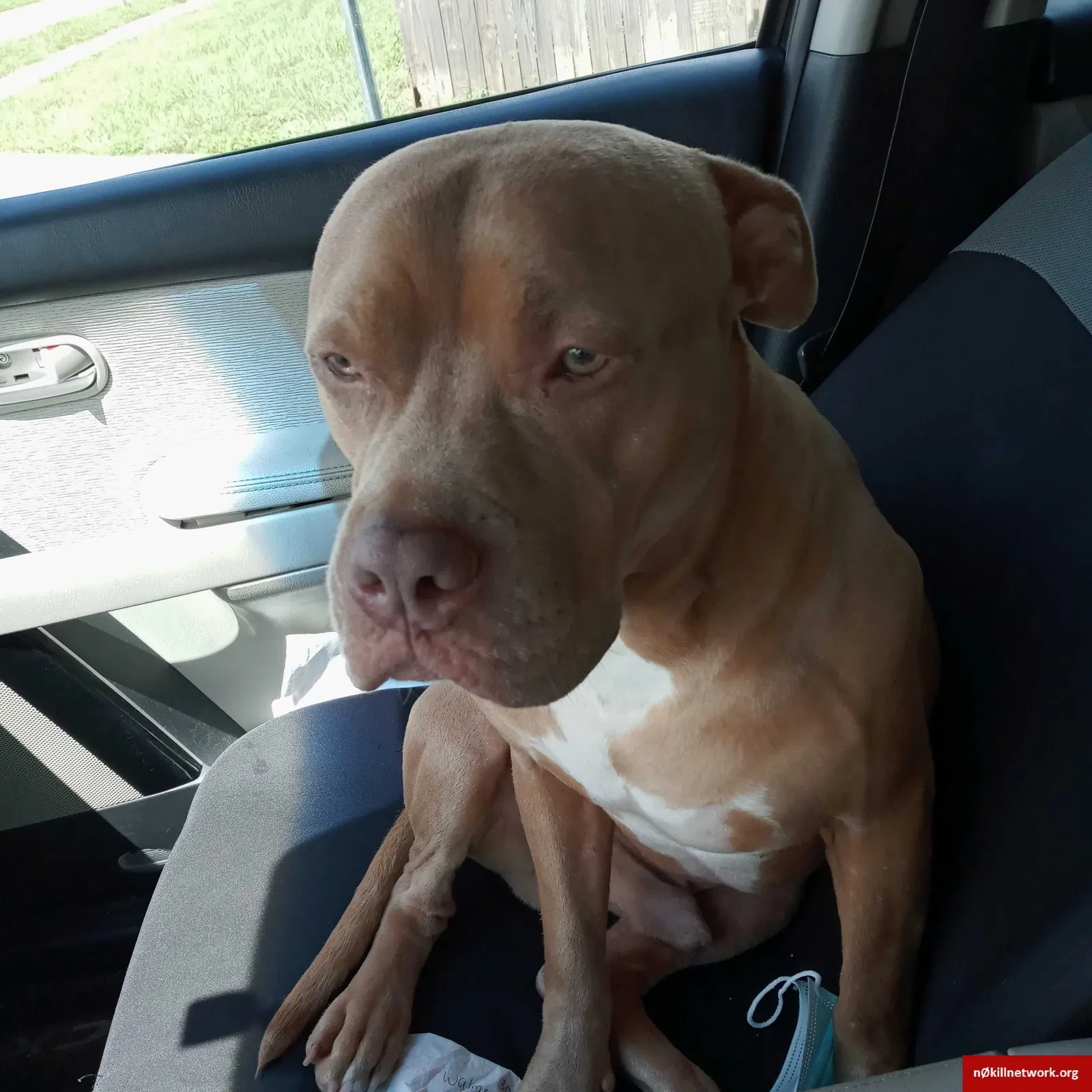 Lost dog in Seffner, FL, 33584