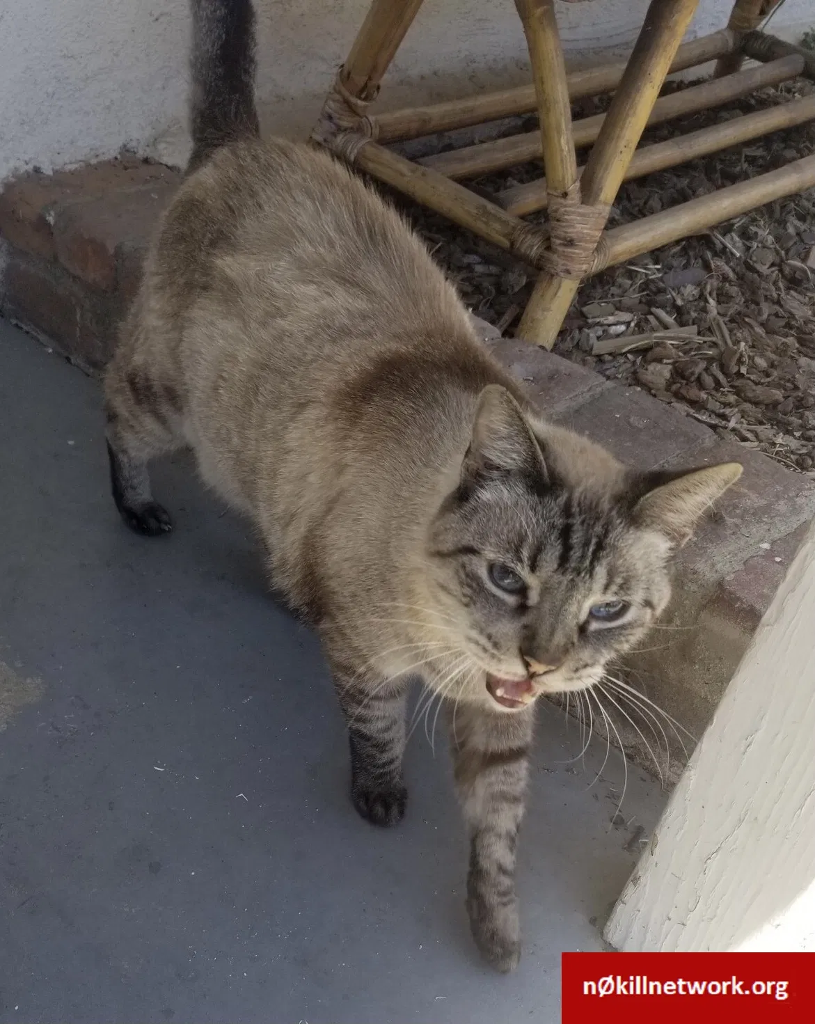 Lost cat in San Bernardino, CA, 92404