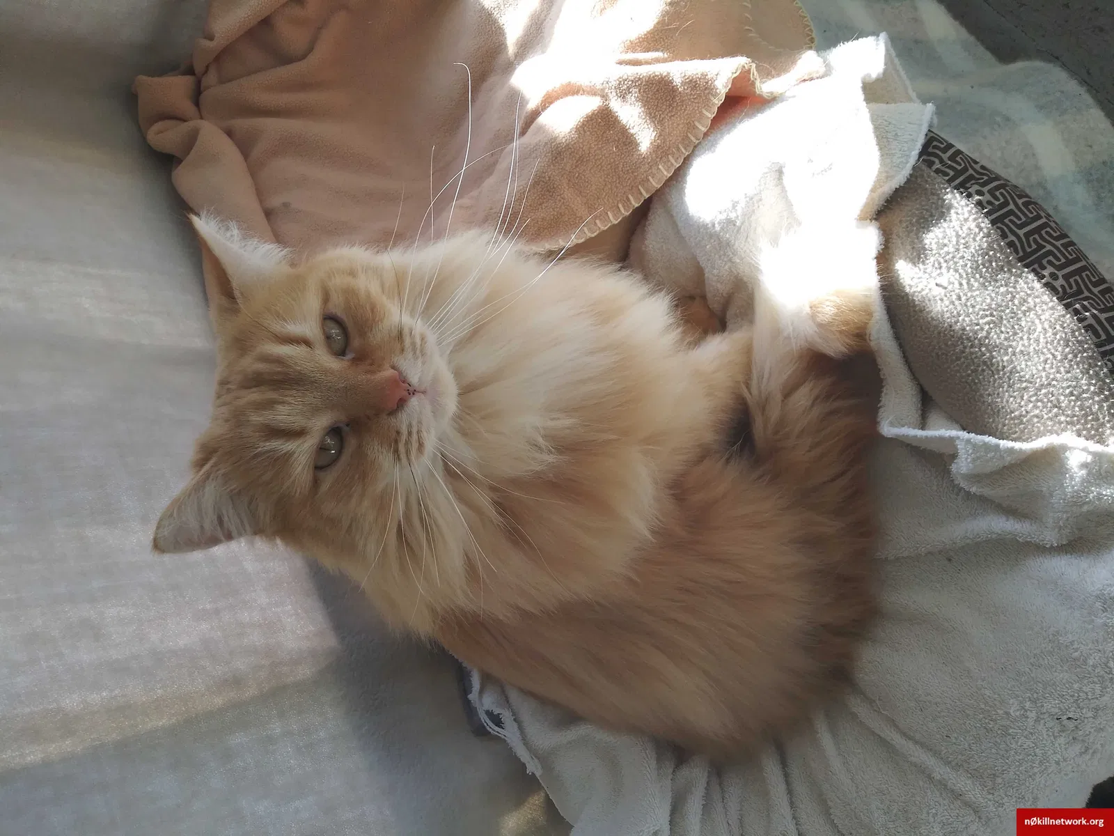 Lost cat in Lockport, NY, 14094
