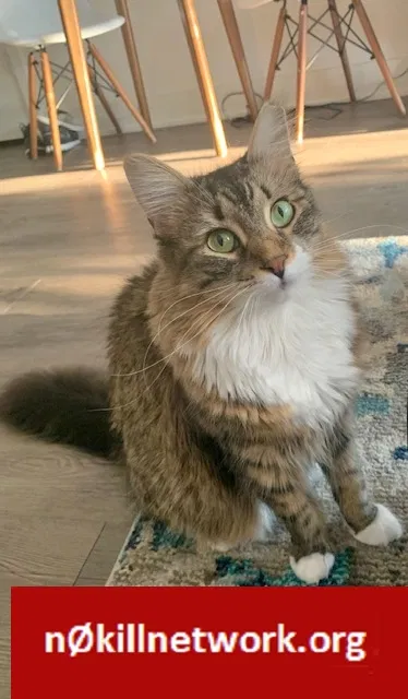 Lost cat in Durham, CT, 6422