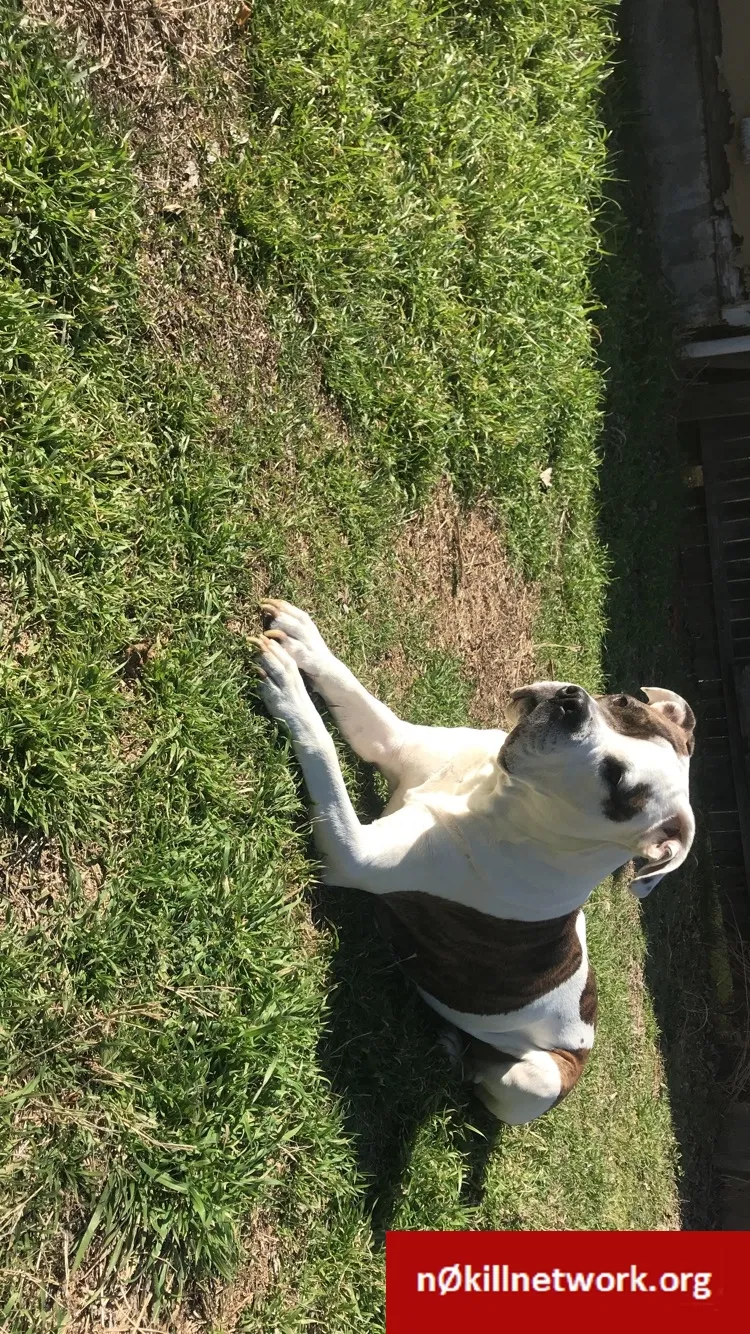 Lost dog in Fort Worth, TX, 76119