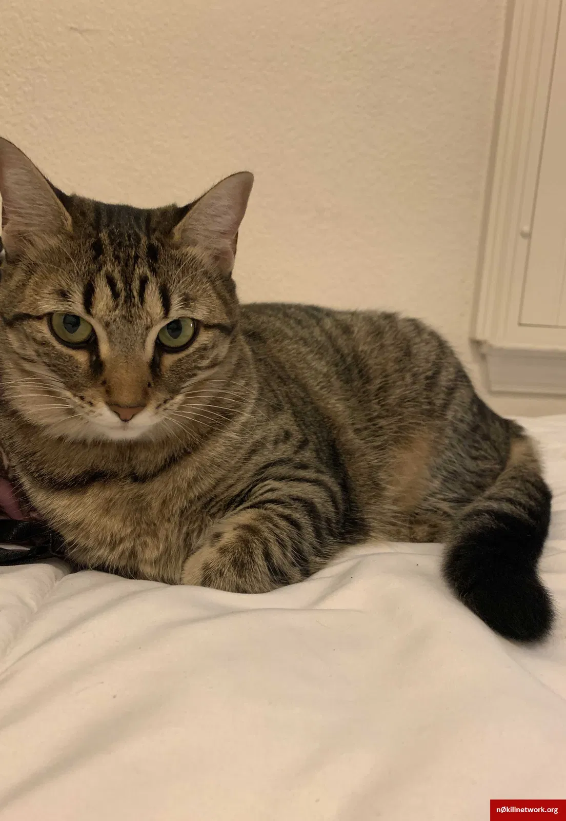 Lost cat in El Paso, TX, 79936