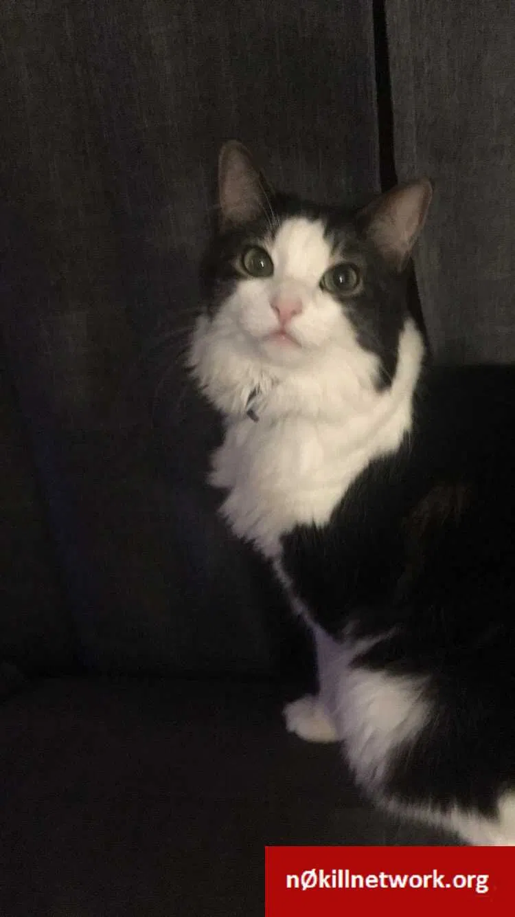 Lost cat in Hudsonville, MI, 49426