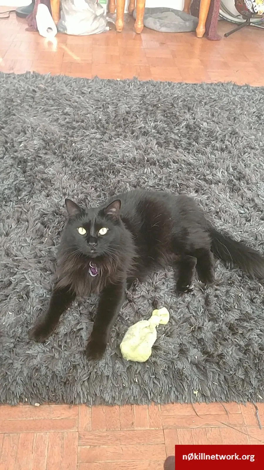 Lost cat in Saint Petersburg, FL, 33705