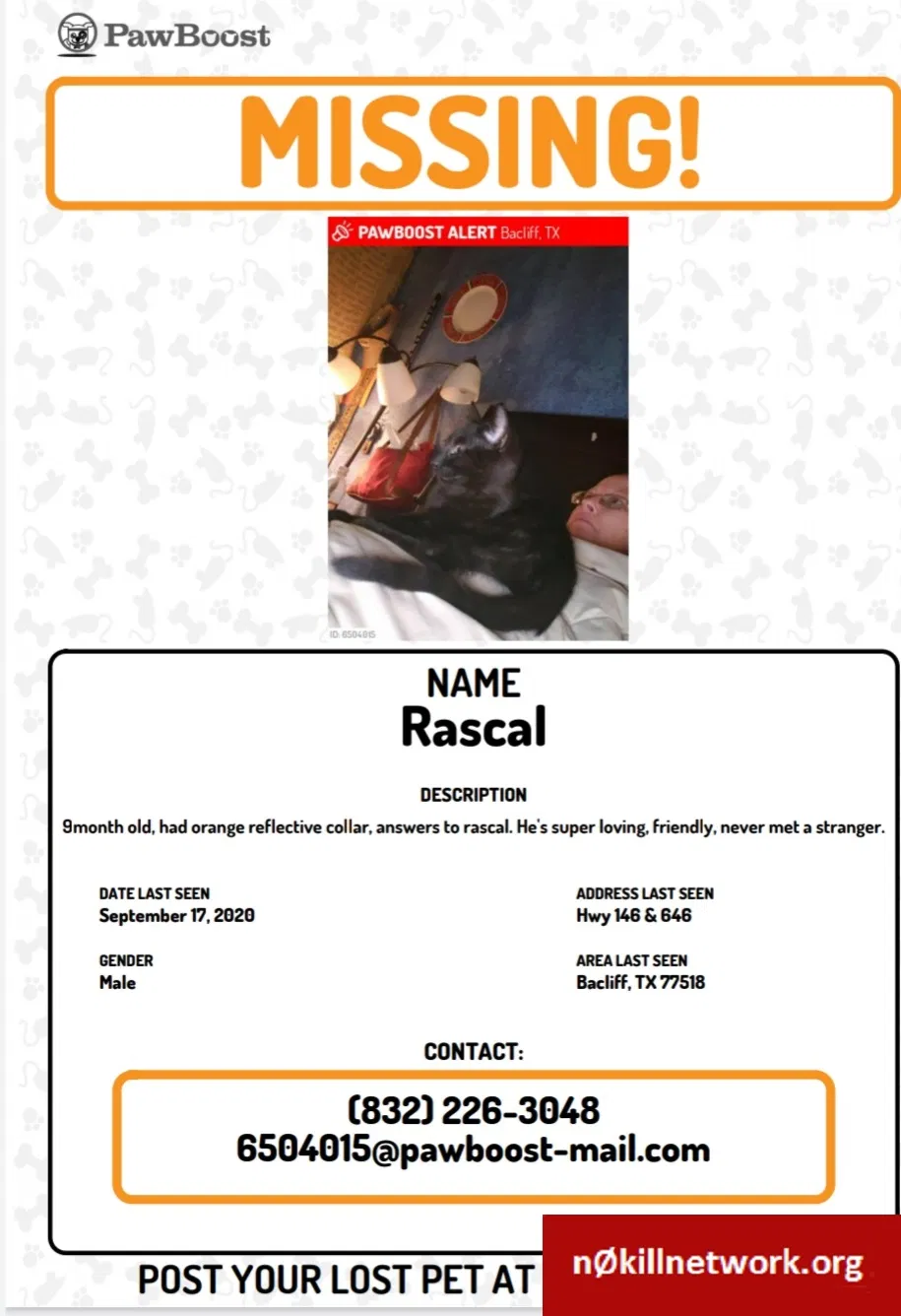 Lost cat in Bacliff, TX, 77518