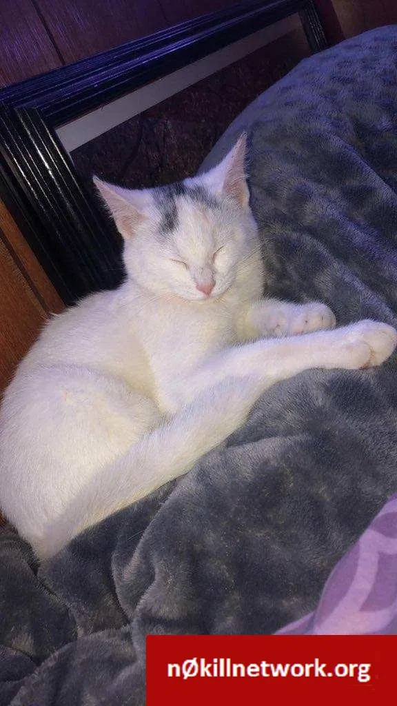 Lost cat in Grove City, OH, 43123