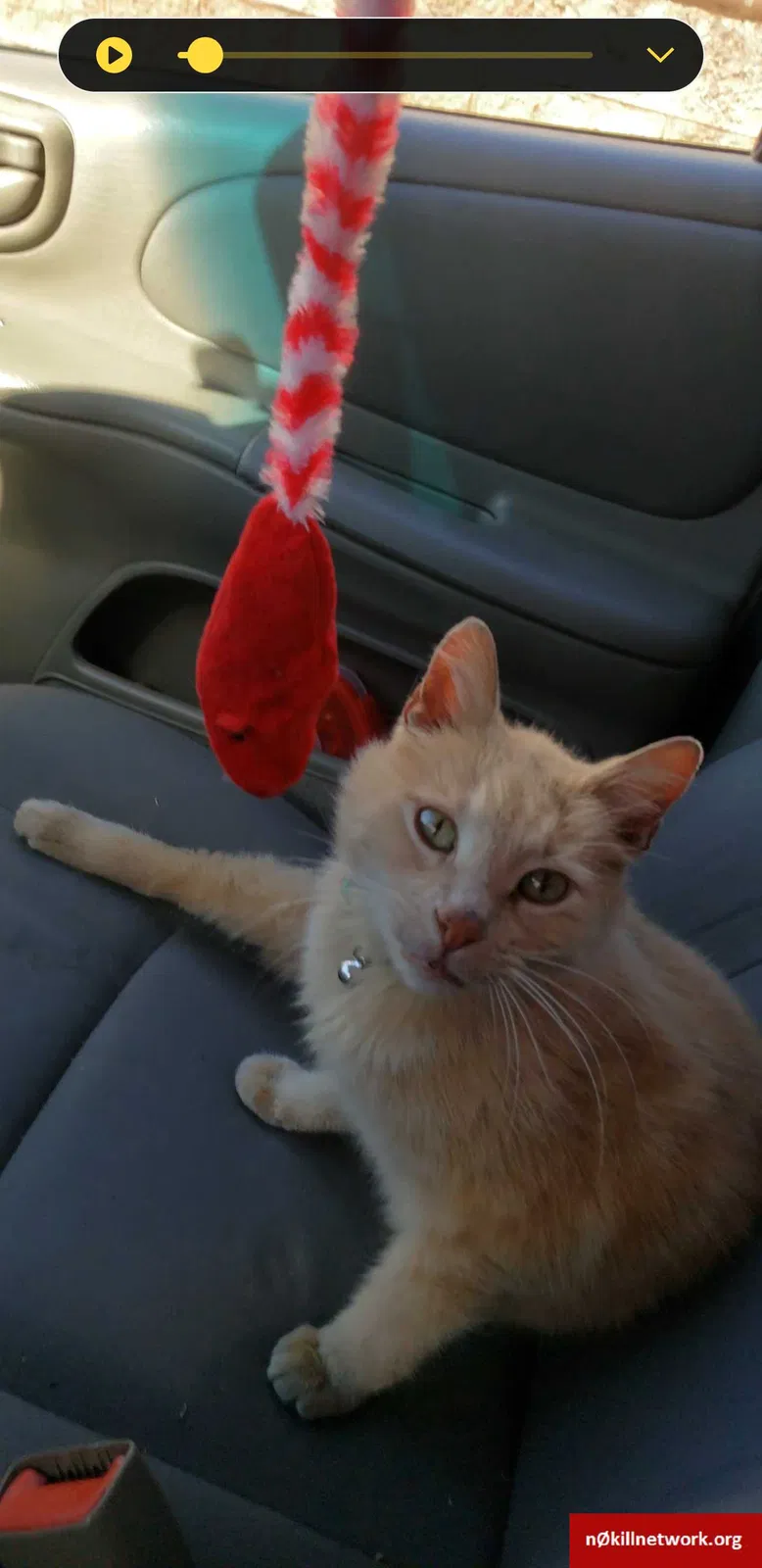 Lost cat in Castro Valley, CA, 94546