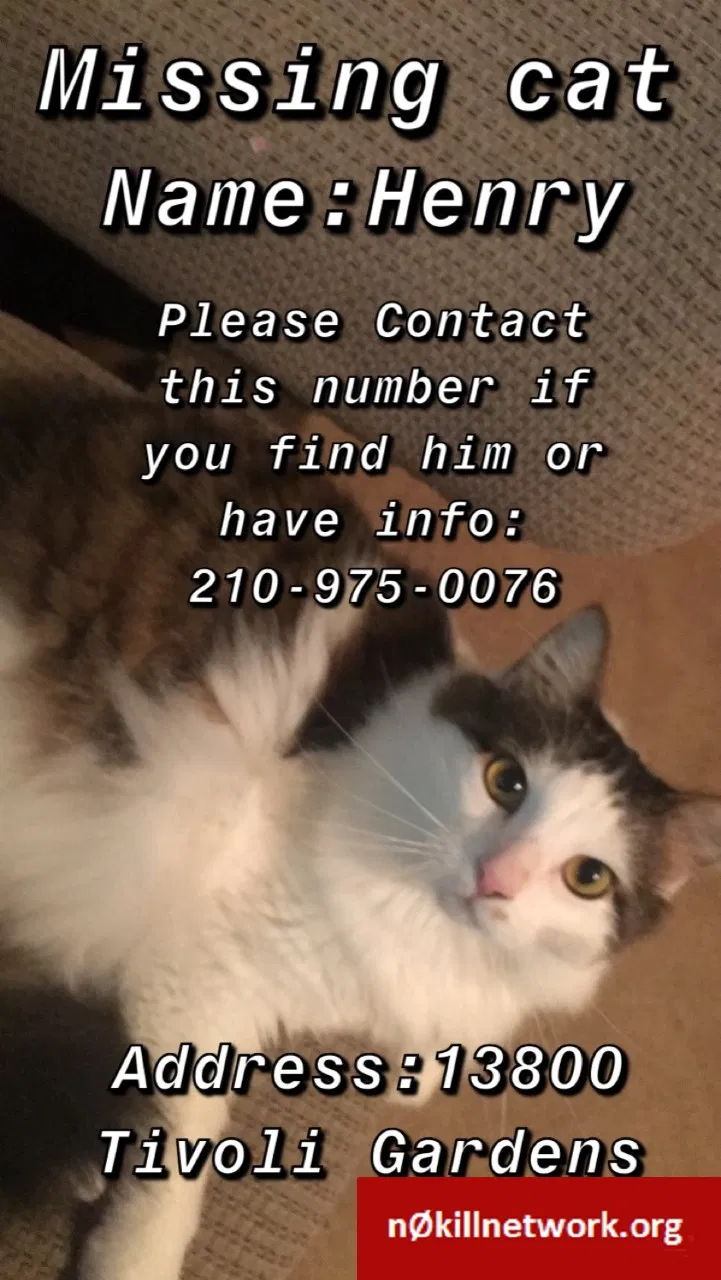 Lost cat in San Antonio, TX, 78233