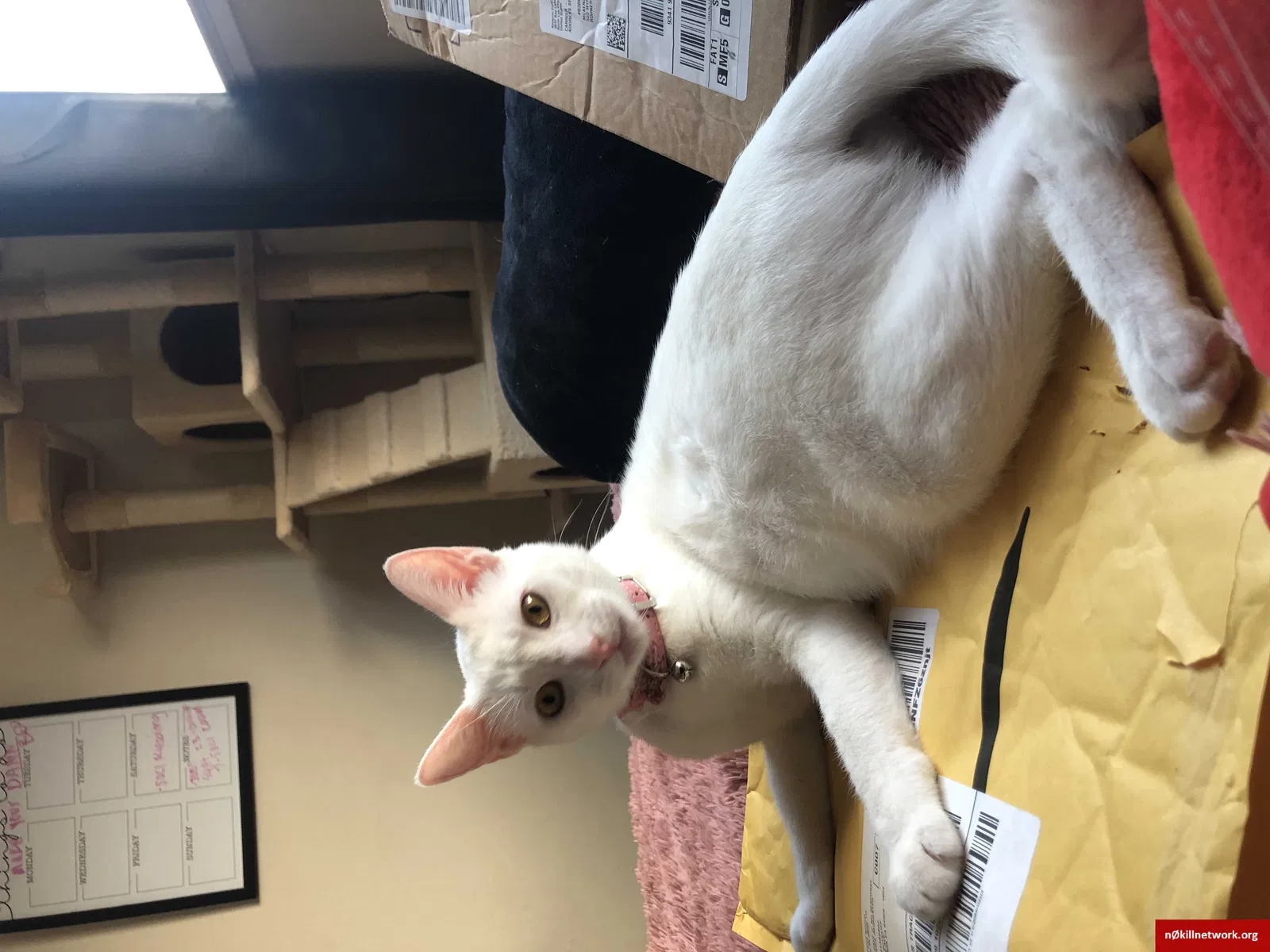 Lost cat in Rohnert Park, CA, 94928