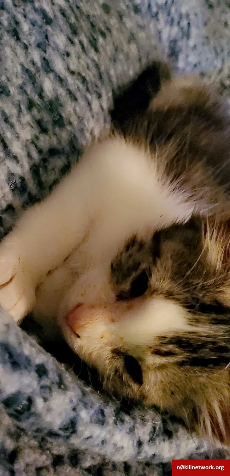 Lost cat in Corpus Christi, TX, 78412