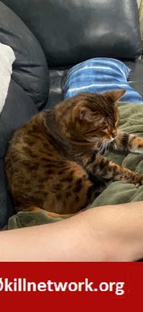 Lost cat in San Diego, CA, 92142