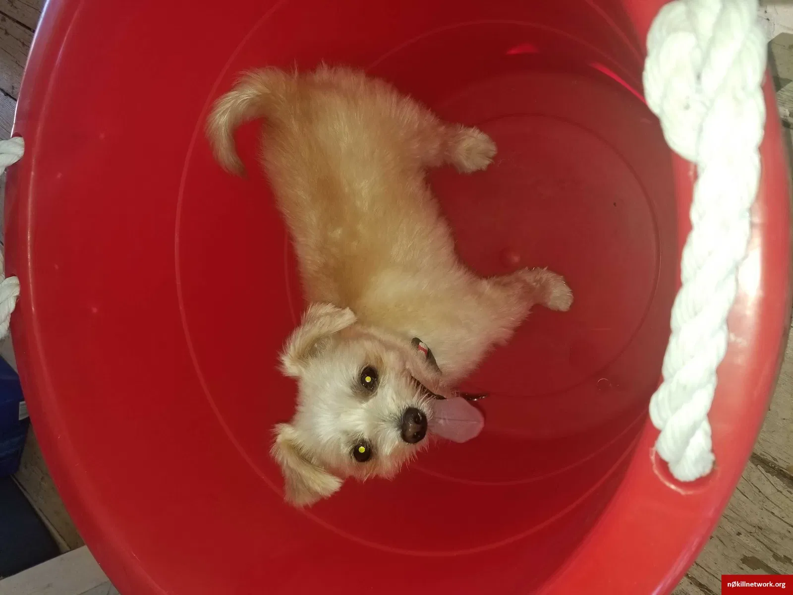 Lost dog in Seattle, WA, 98106
