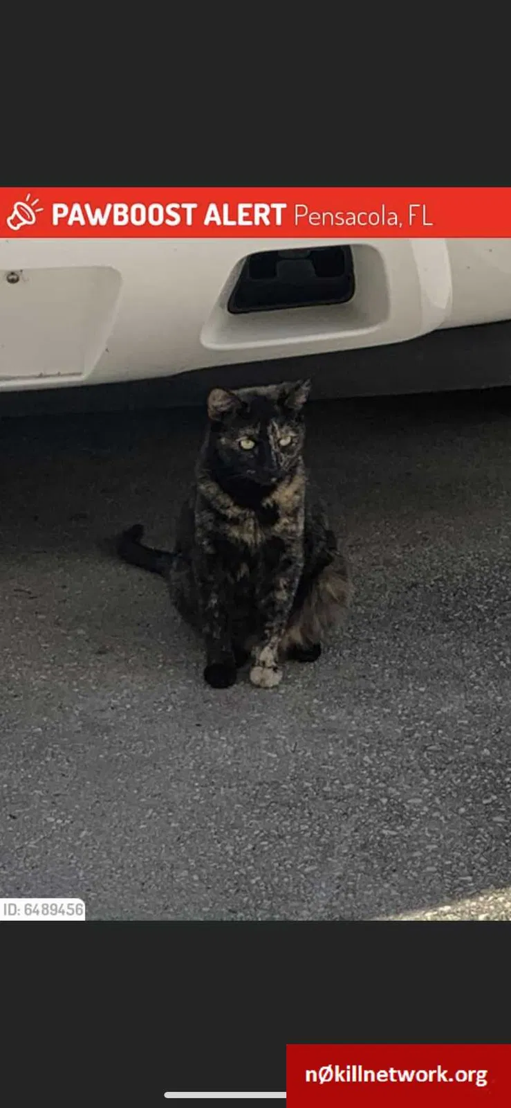Lost cat in Pensacola, FL, 32514