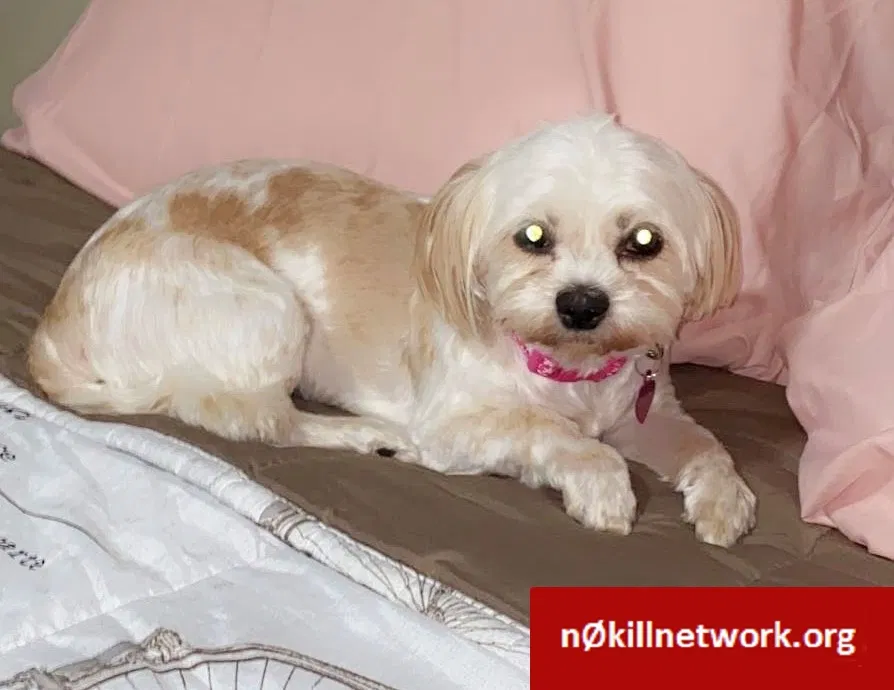 Lost dog in Orlando, FL, 32818
