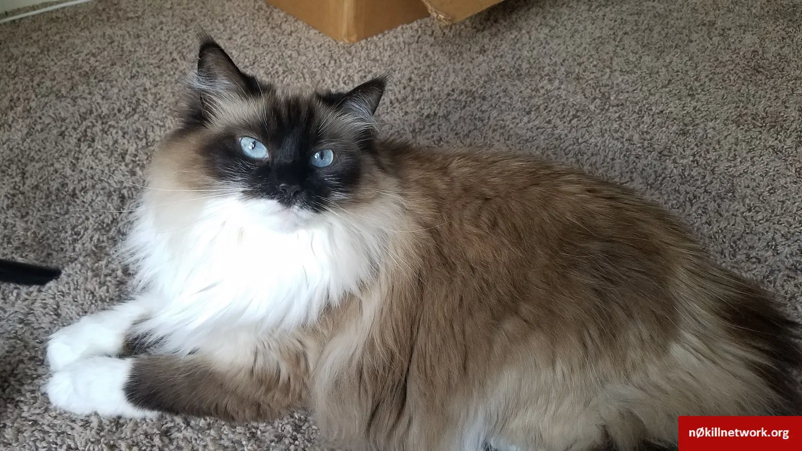Lost cat in Mobile, AL, 36695