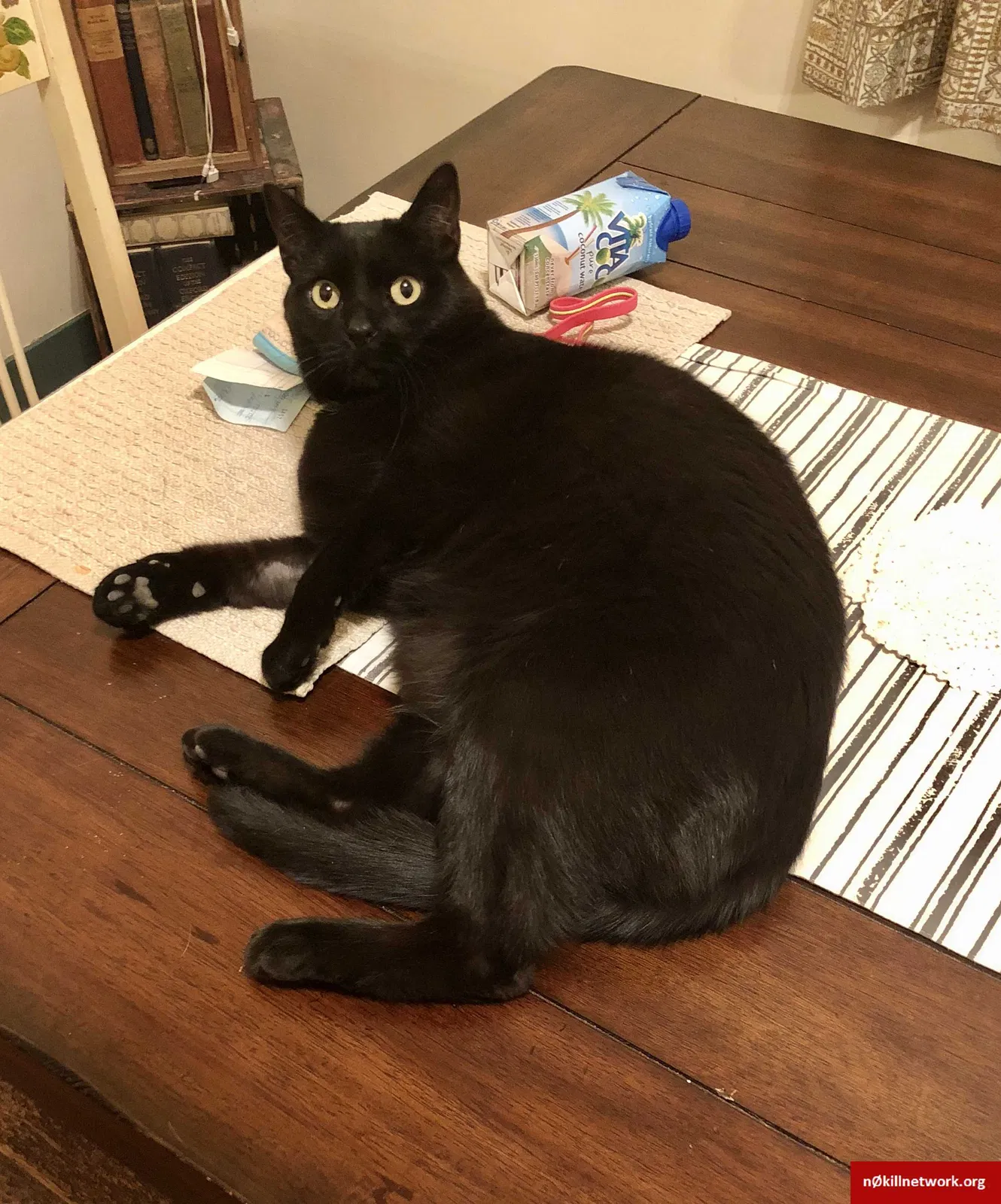 Lost cat in Los Angeles, CA, 90064