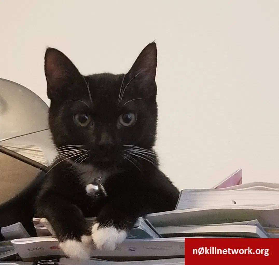 Lost cat in Winter Garden, FL, 34787