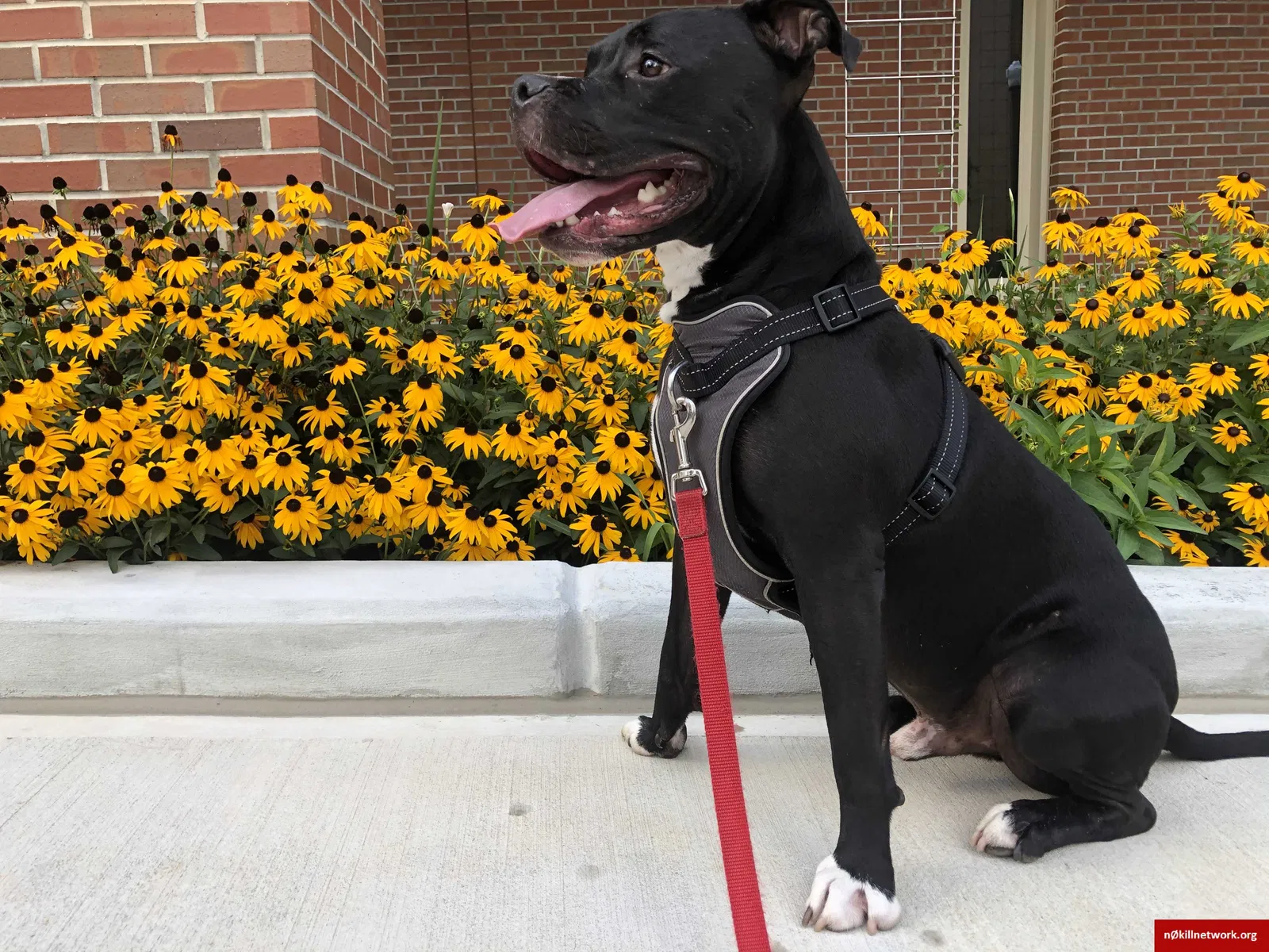Lost dog in Tallahassee, FL, 32304