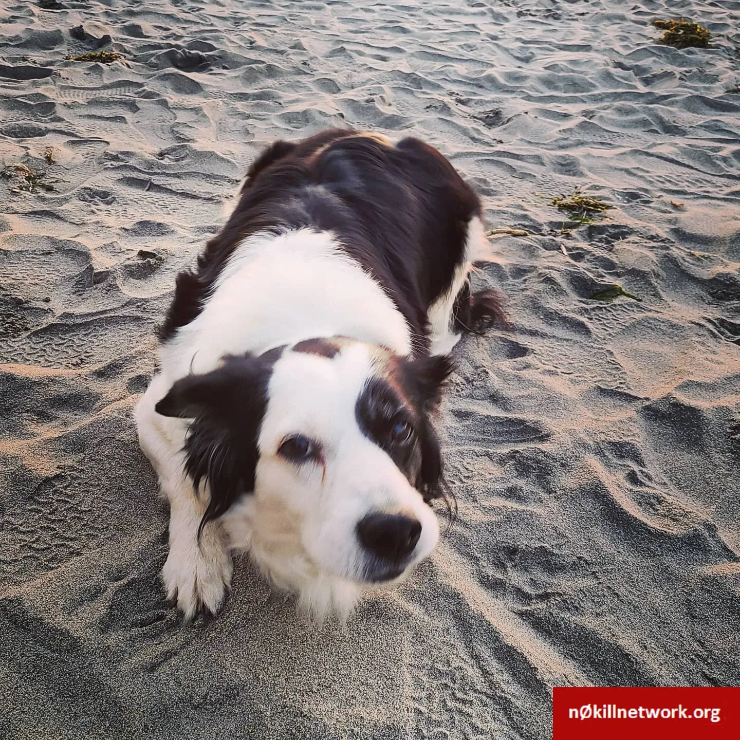 Lost dog in Vancouver, WA, 98686