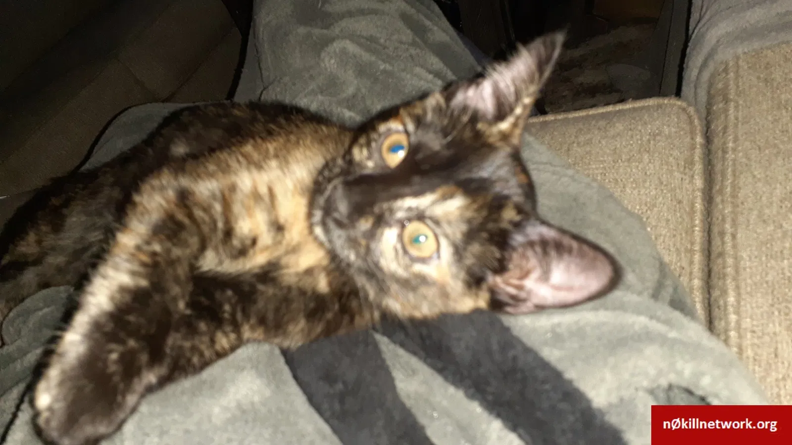 Lost cat in Denver, CO, 80224